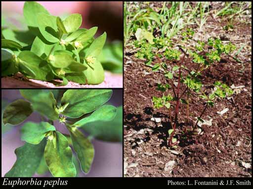 Photograph of Euphorbia peplus L.