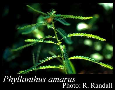 Photograph of Phyllanthus amarus Schumach.