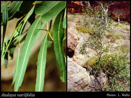 Photograph of Atalaya variifolia Benth.