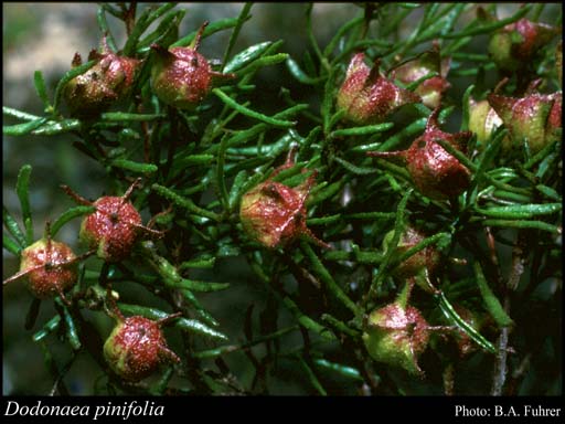 Photograph of Dodonaea pinifolia Miq.