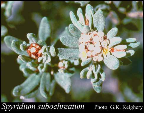 Photograph of Spyridium subochreatum (F.Muell.) Reissek