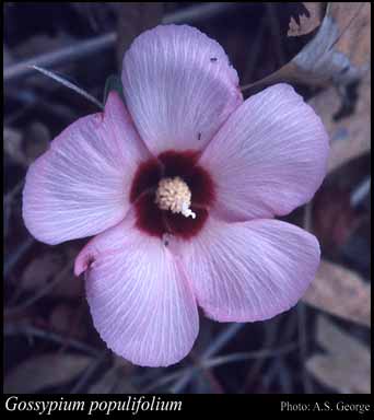 Photo of Gossypium populifolium (Benth.) F.Muell.