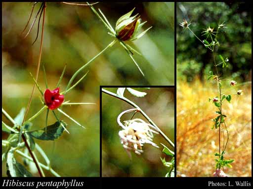 Photograph of Hibiscus pentaphyllus F.Muell.