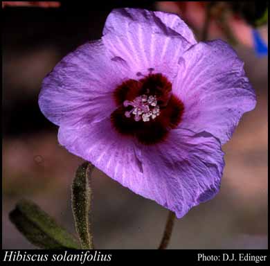 Photograph of Hibiscus solanifolius F.Muell.