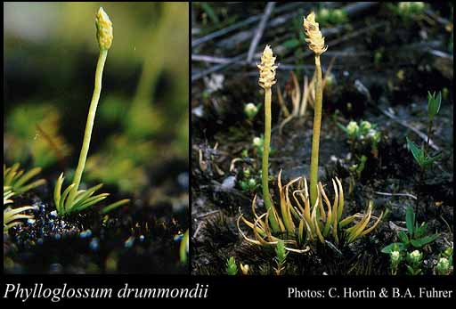 Photo of Phylloglossum drummondii Kunze