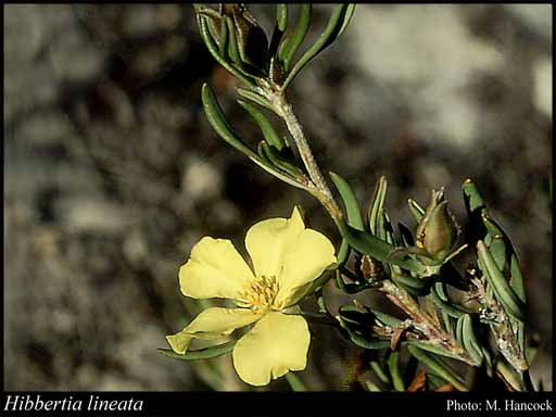 Photograph of Hibbertia lineata Steud.