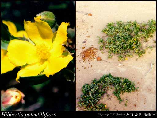Photograph of Hibbertia potentilliflora Benth.