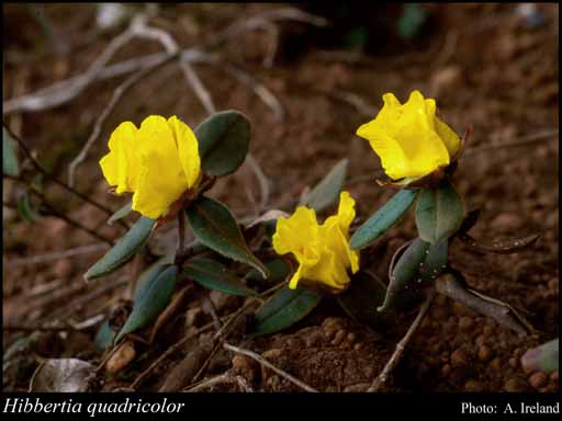 Photograph of Hibbertia quadricolor Domin