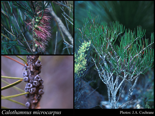 Photograph of Calothamnus microcarpus F.Muell.