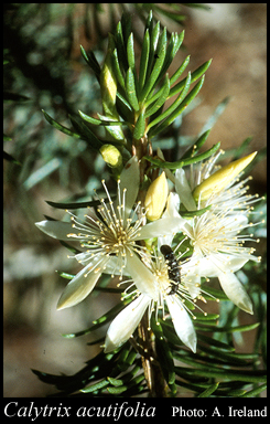 Photograph of Calytrix acutifolia (Lindl.) Craven