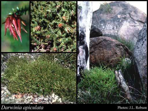 Photograph of Darwinia apiculata N.G.Marchant