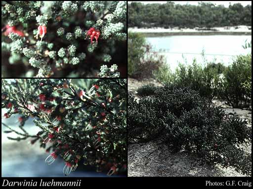 Photograph of Darwinia luehmannii F.Muell. & Tate