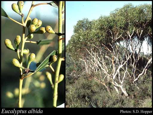 Photo of Eucalyptus albida Maiden & Blakely