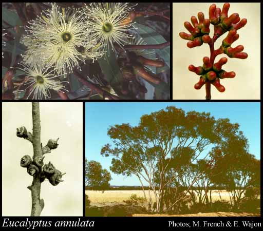 Photograph of Eucalyptus annulata Benth.