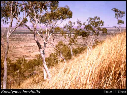 Photograph of Eucalyptus brevifolia F.Muell.