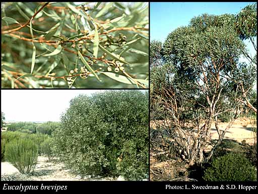 Photograph of Eucalyptus brevipes Brooker