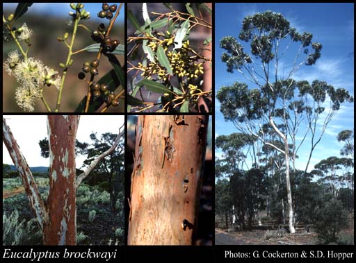 Photograph of Eucalyptus brockwayi C.A.Gardner