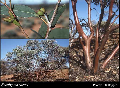 Photograph of Eucalyptus carnei C.A.Gardner