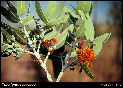 Photograph of Eucalyptus ceracea Brooker & Done