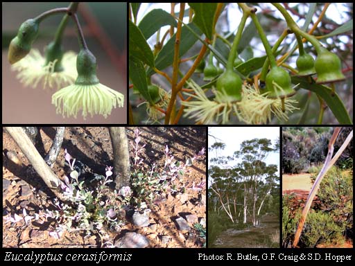 Photograph of Eucalyptus cerasiformis Brooker & Blaxell
