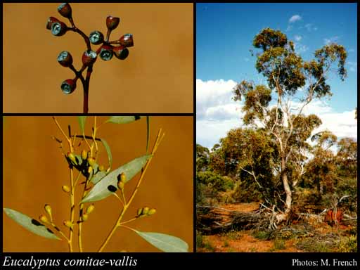 Photograph of Eucalyptus comitae-vallis Maiden