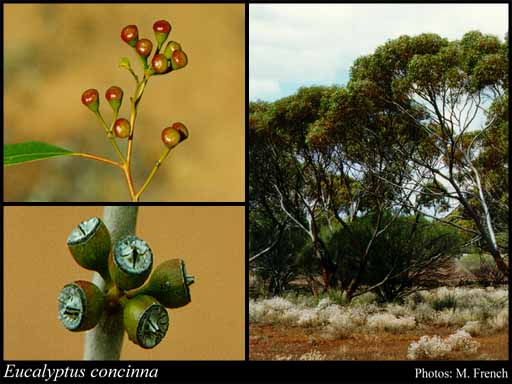 Photograph of Eucalyptus concinna Maiden & Blakely