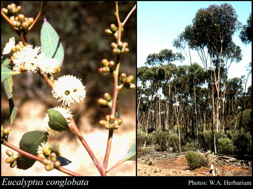 Photograph of Eucalyptus conglobata (Benth.) Maiden