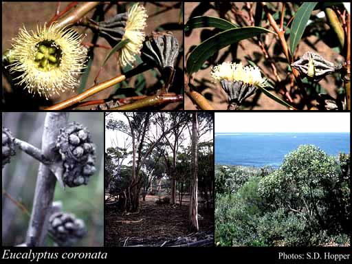 Photograph of Eucalyptus coronata C.A.Gardner