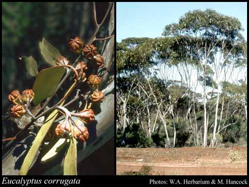 Photograph of Eucalyptus corrugata Luehm.