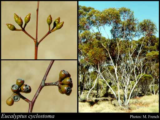 Photograph of Eucalyptus cyclostoma Brooker
