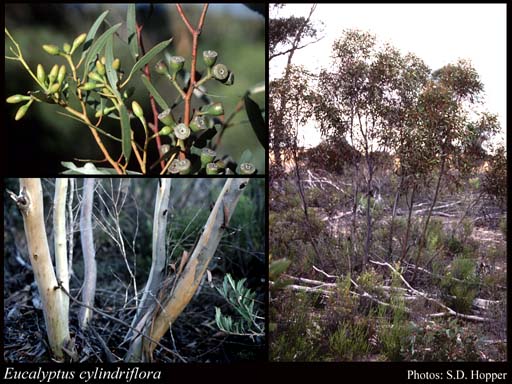 Photograph of Eucalyptus cylindriflora Maiden & Blakely