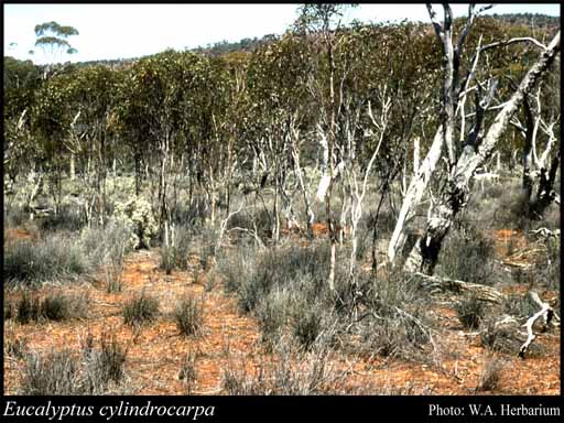Photograph of Eucalyptus cylindrocarpa Blakely