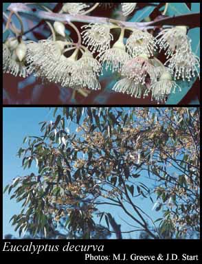 Photograph of Eucalyptus decurva F.Muell.