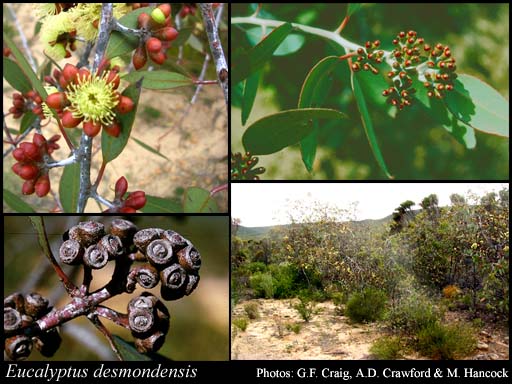 Photograph of Eucalyptus desmondensis Maiden & Blakely