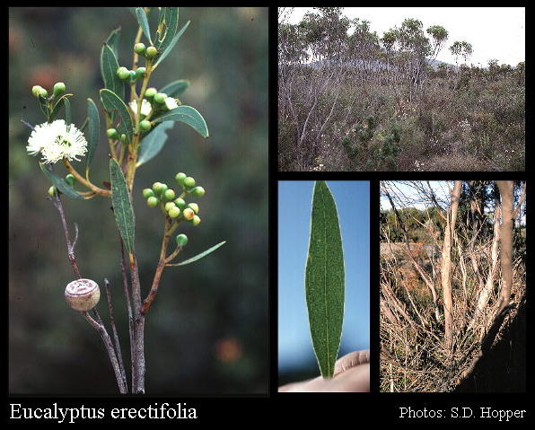 Photograph of Eucalyptus x erectifolia Brooker & Hopper
