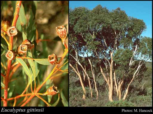 Photograph of Eucalyptus gittinsii Brooker & Blaxell