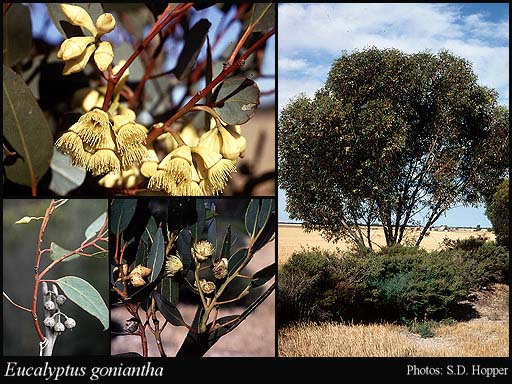 Photograph of Eucalyptus goniantha Turcz.