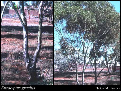 Photograph of Eucalyptus gracilis F.Muell.