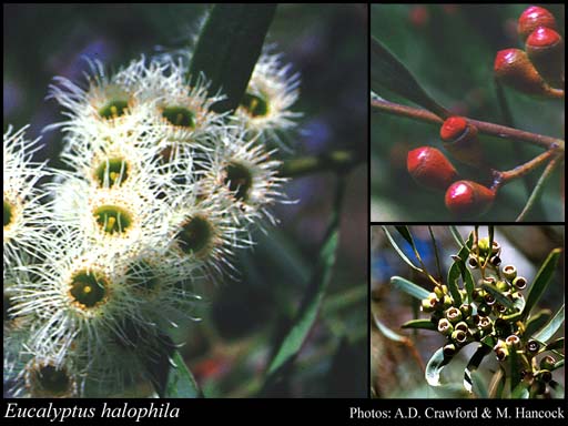 Photograph of Eucalyptus halophila D.J.Carr & S.G.M.Carr