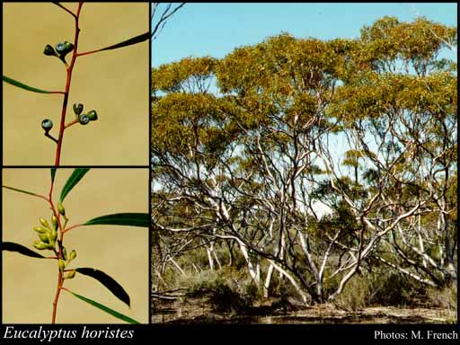 Photograph of Eucalyptus horistes L.A.S.Johnson & K.D.Hill