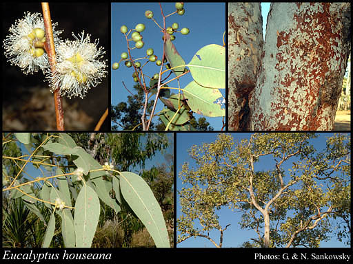 Photograph of Eucalyptus houseana Maiden