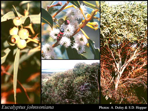 Photograph of Eucalyptus johnsoniana Brooker & Blaxell