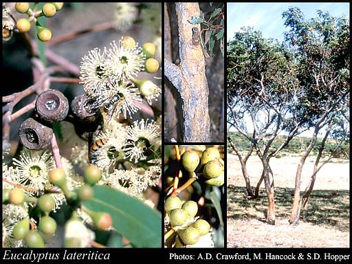 Photograph of Eucalyptus x lateritica Brooker & Hopper