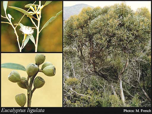 Photograph of Eucalyptus ligulata Brooker