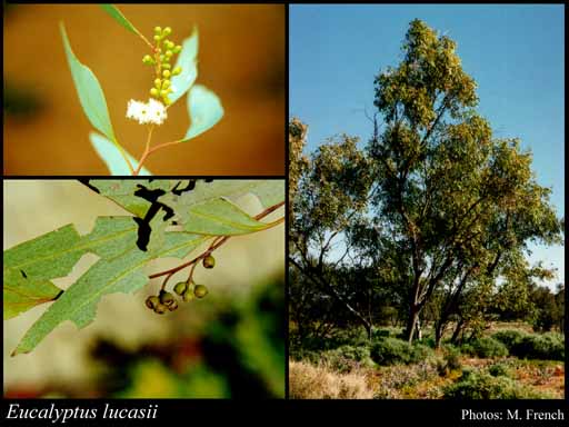 Photograph of Eucalyptus lucasii Blakely