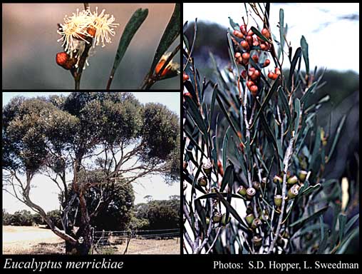 Photograph of Eucalyptus merrickiae Maiden & Blakely