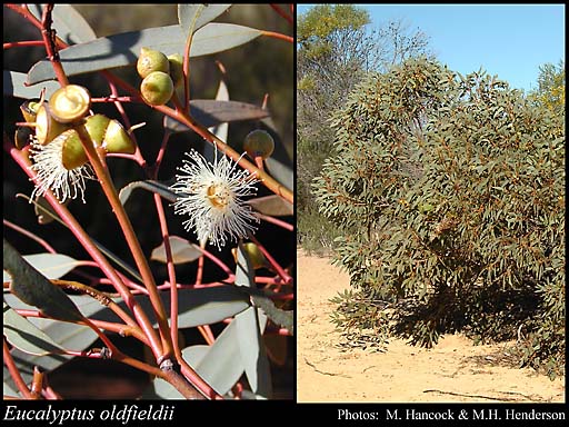 Photograph of Eucalyptus oldfieldii F.Muell.
