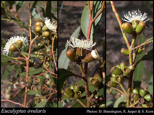 Photograph of Eucalyptus ovularis Maiden & Blakely