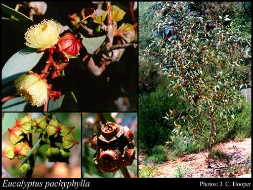 Photograph of Eucalyptus pachyphylla F.Muell.