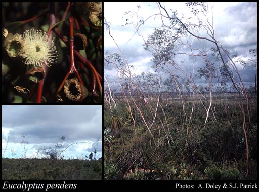 Photo of Eucalyptus pendens Brooker